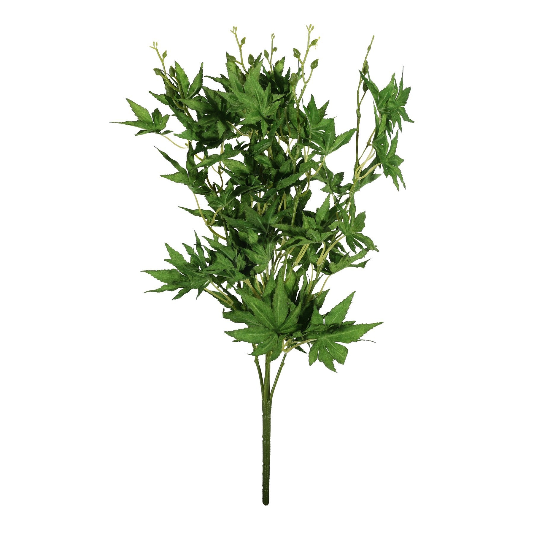 Essential Green Acer Palmatum Bush