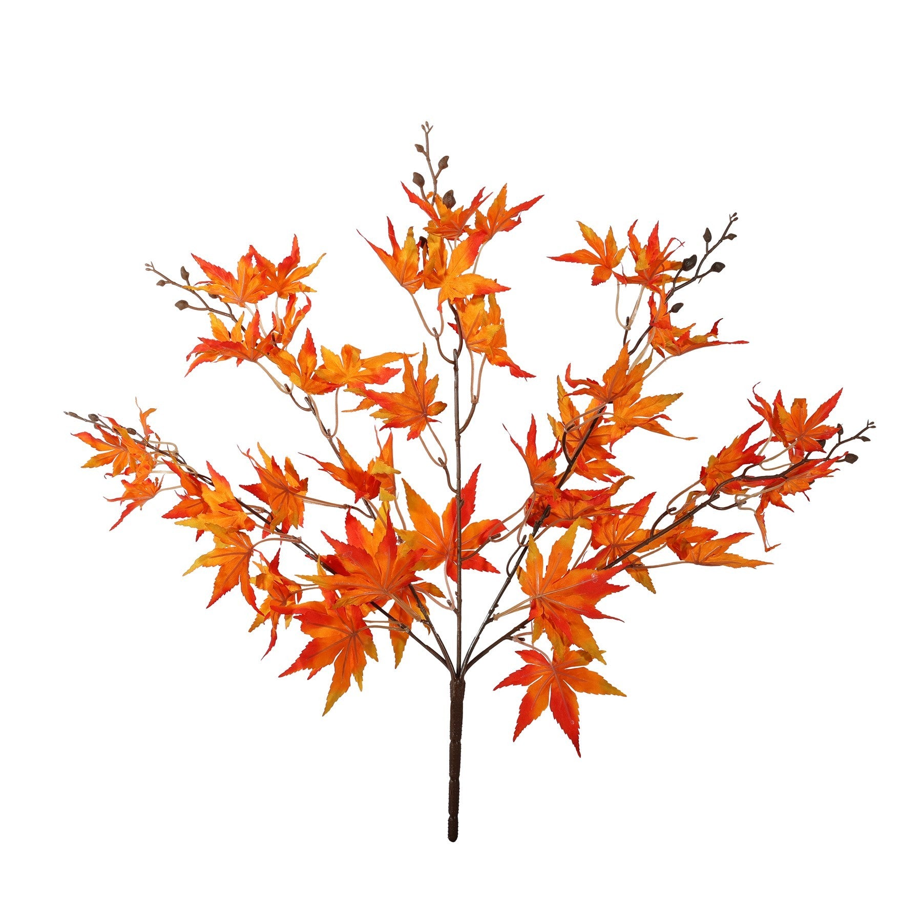 Essential Orange Acer Palmatum Bush